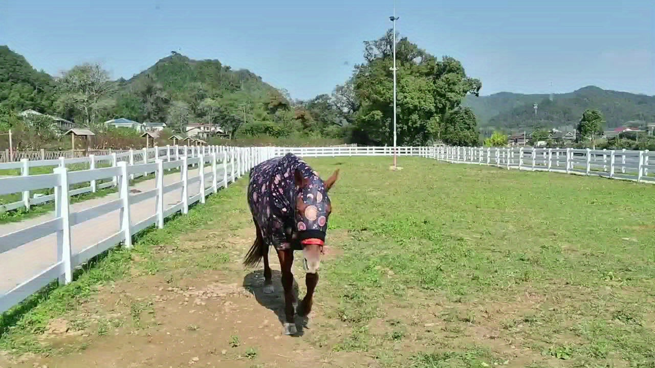 1pc EquiStar Horse Blanket with Neck Cover for All Breeds